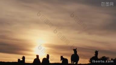 一群野马在粉色的夕阳下穿过黄色的山丘
